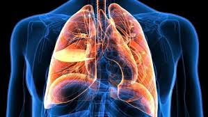 Illustration of human lungs showing detailed anatomy and potential areas affected by lung cancer.