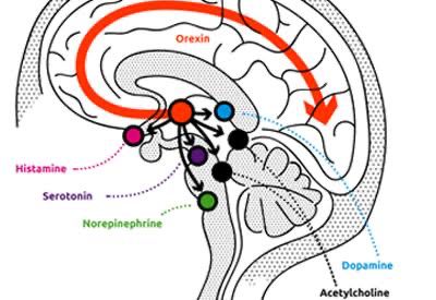 Orexin: the brain's alertness and appetite regulator.