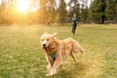 Pets have evolved to become acutely attuned to humans and our behavior, emotions and anxiety