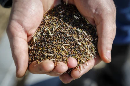 In a move widely seen as retaliation, China announced on Tuesday it would launch anti-dumping investigations into Canadian canola and chemical products, further intensifying trade tensions between the two nations. 