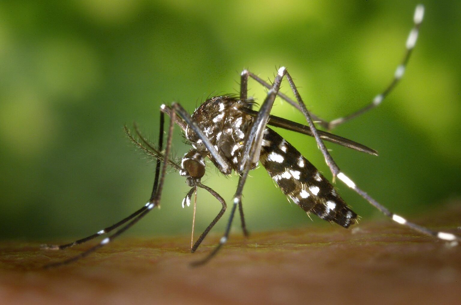 Why Dengue Cases Have Surged This Monsoon: Understanding the 2024 Spike in India