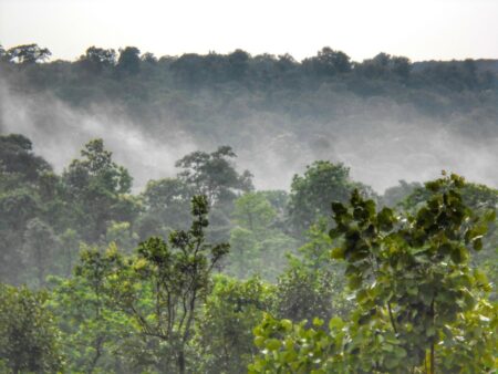 Lush green forest in Chhattisgarh