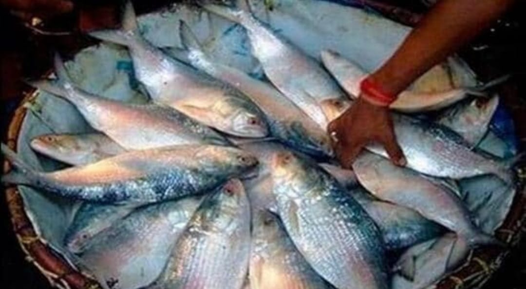 west bengal receives hilsa from Bangladesh