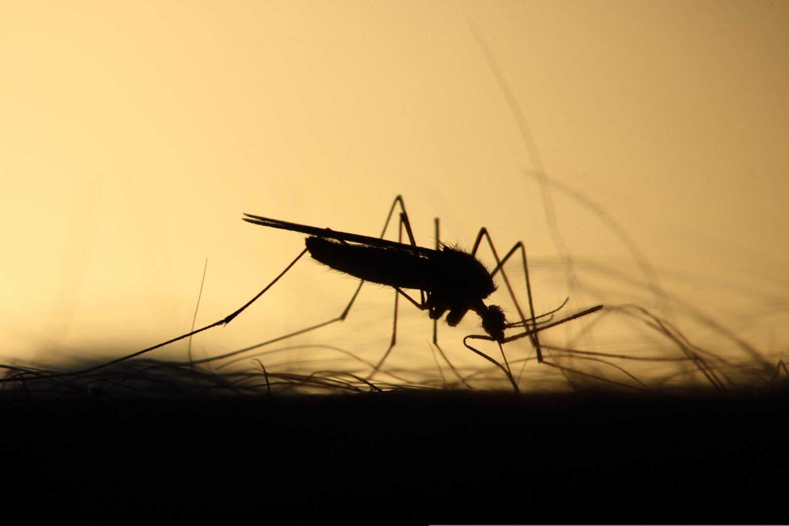 chikungunya mosquito upsurge