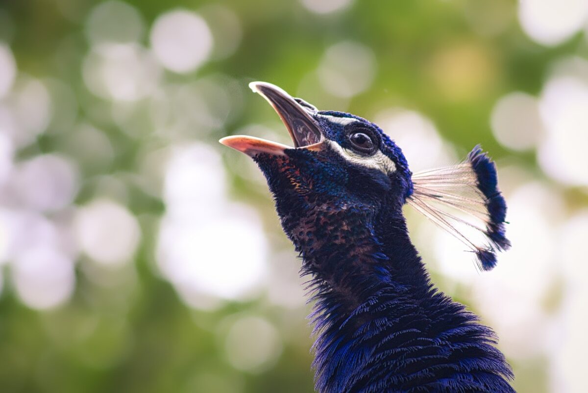 Wildlife in Chhattisgarh
