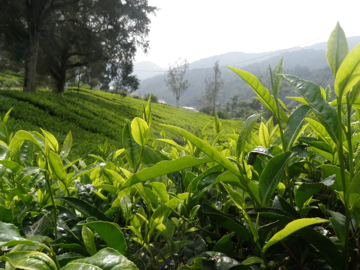 Tea gardens of Darjeeling