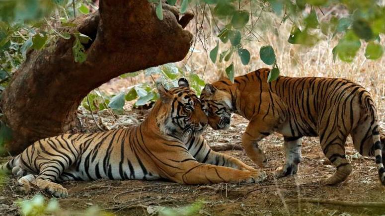 Tigers of Ranthambore National Park in India