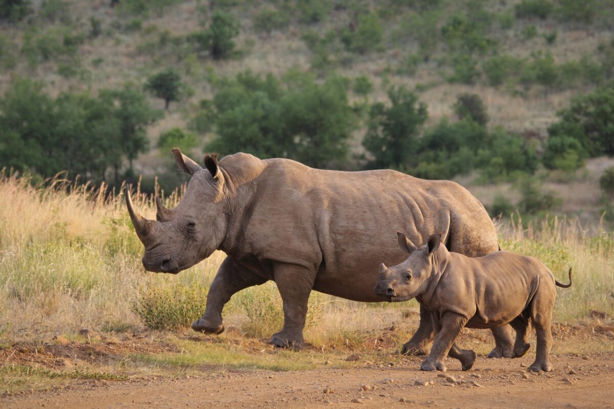 Rhinoceros, Kaziranga National Park