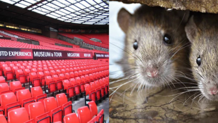 Rats at Old Trafford